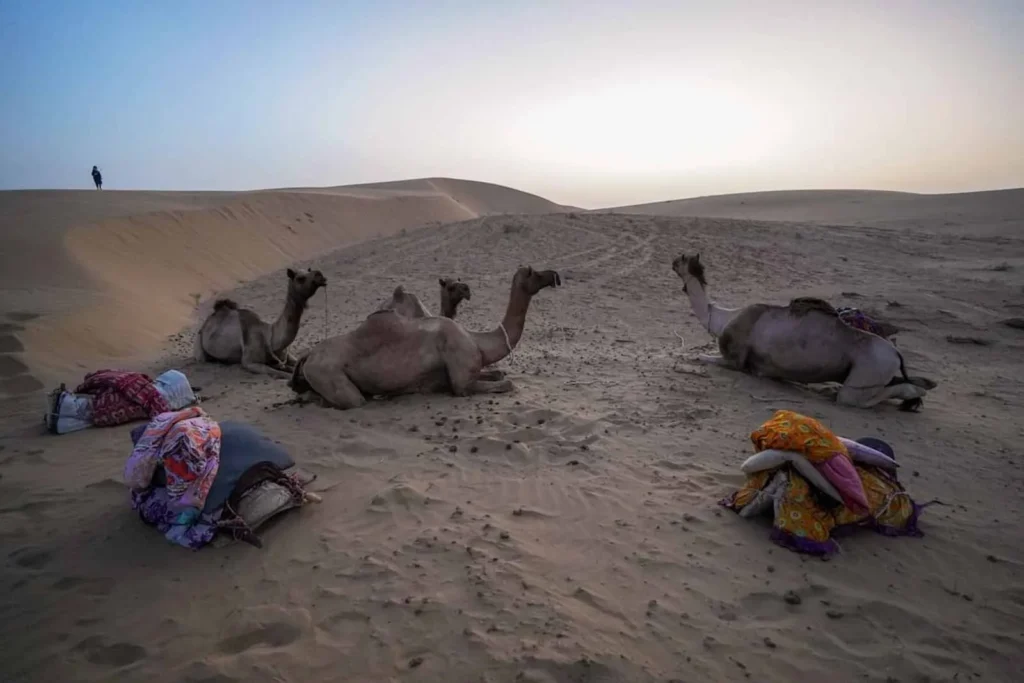 Our camels unsaddled and finished for the night in India. 