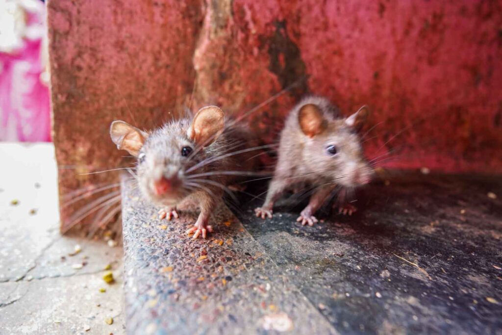 The Rat Temple things to do in Bikaner. 