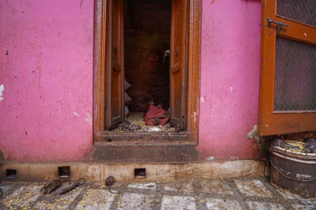 Seeing a white rat at the Rat Temple in India. 