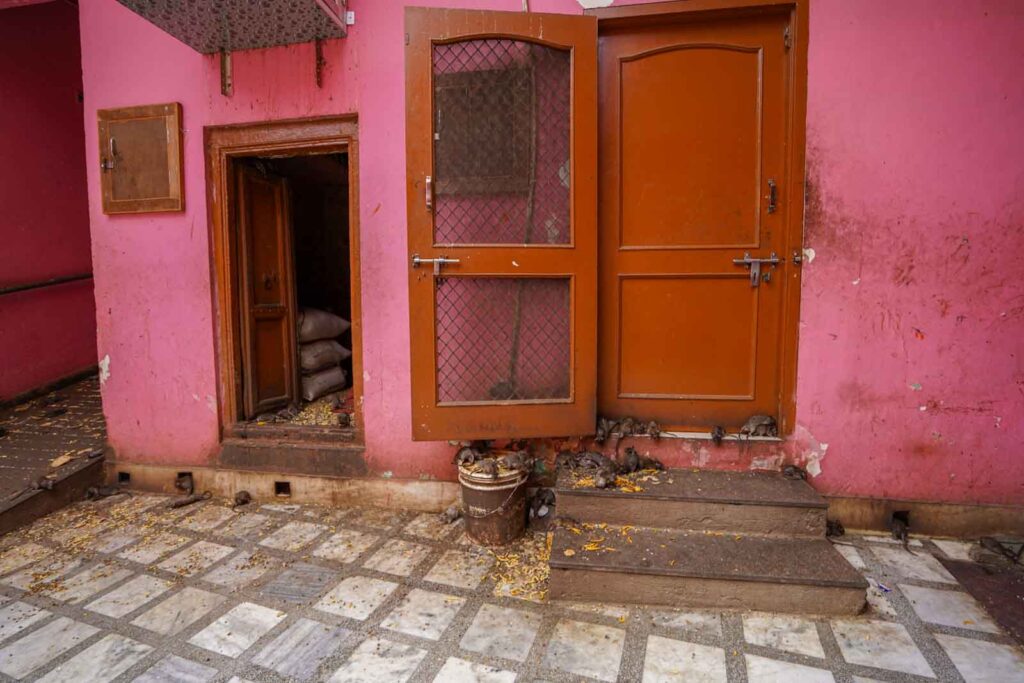 Shree Karni Mata Mandir Temple in Bikaner, India. 