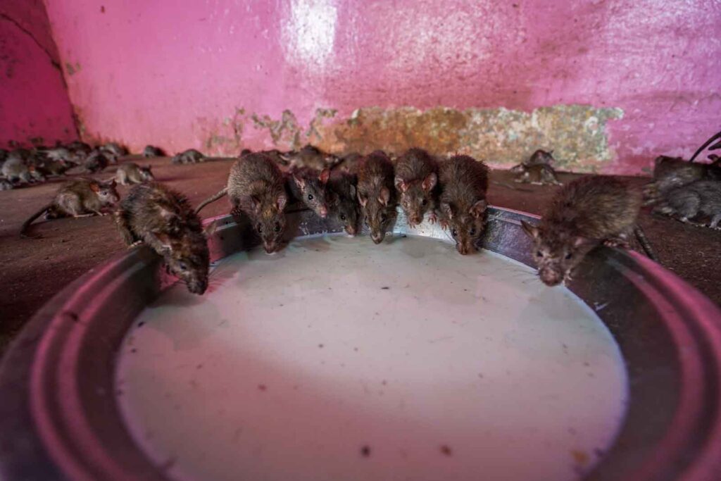 Rats drinking milk at the Shree Karni Mata Mandir Rat Temple in India. 