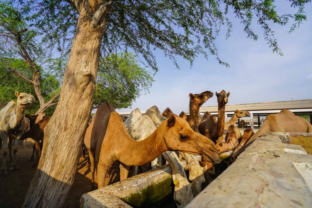 Bikaner is the Camel Capital of Rajasthan. 